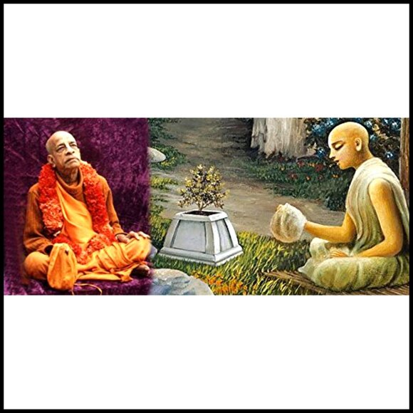 Tulsi Holy Basil Prayer Beads Japa Mala Necklace Hand Knotted 108+1 Beads - Picture 5 of 7